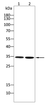 CDK2 Antibody