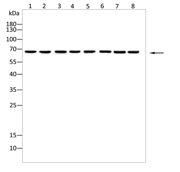 STAT3 Antibody