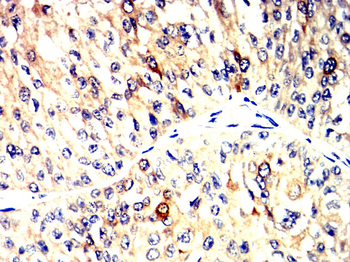 CASP3 Antibody