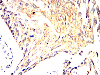 CASP3 Antibody