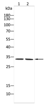 CASP3 Antibody