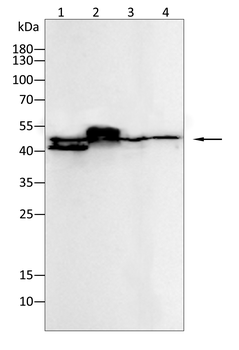 SPP1 Antibody