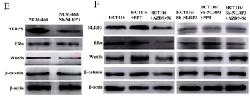 ESR1 Antibody