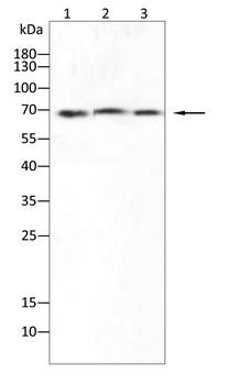 ESR1 Antibody
