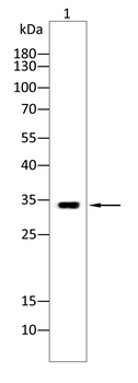 SOX2 Rabbit Polyclonal Antibody