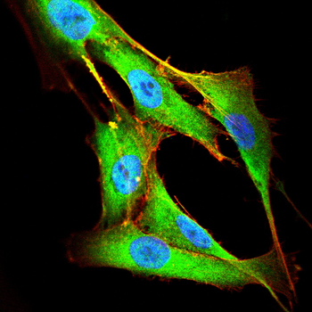 MAPK1 Antibody