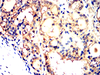 MAPK1 Antibody