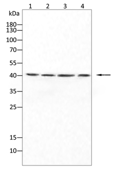 CXCR5 Antibody