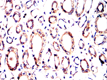 FGF21 Antibody