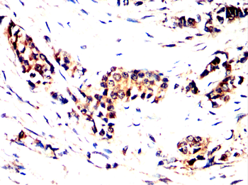 MAP3K7 Antibody