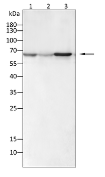 MAP3K7 Antibody
