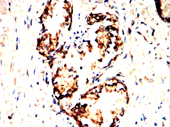 SGCA Antibody