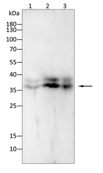 CXCR3 Antibody