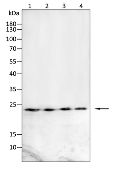 S100A6 Antibody