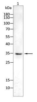MS4A1 Antibody