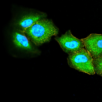 PDX1 Antibody