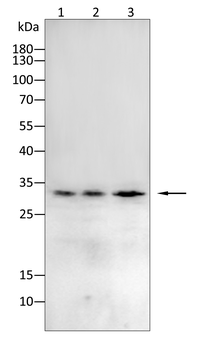 PDX1 Antibody