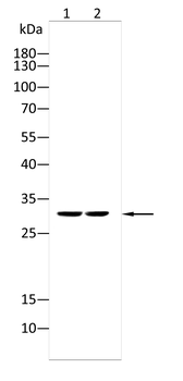 PDX1 Antibody