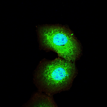 PARK7 Antibody