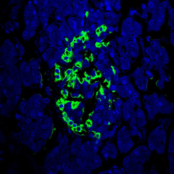 GCG Antibody