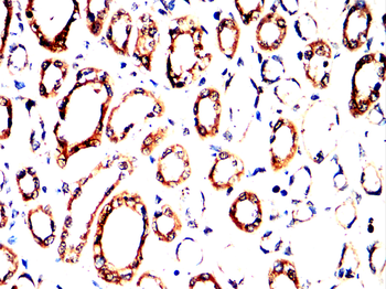 GCG Antibody