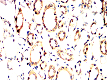 PRKAA1 Antibody
