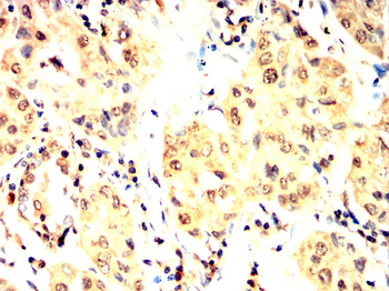 PRKAA1 Antibody
