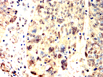 PRKAA1 Antibody