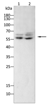 PRKAA1 Antibody