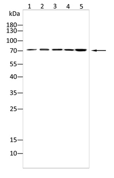 ITGB3 Antibody