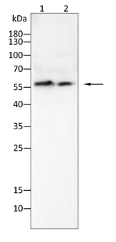 LGALS8 Antibody
