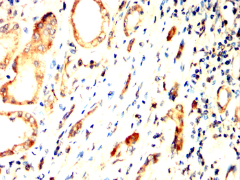 CMA1 Antibody