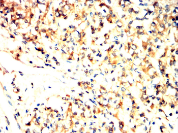 CMA1 Antibody