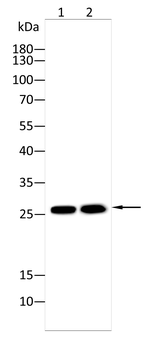 CMA1 Antibody