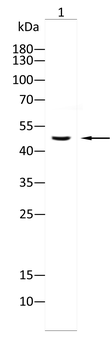 KRT15 Antibody