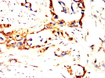 KRT15 Antibody