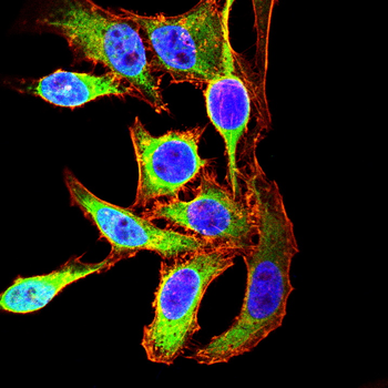CASP6 Antibody