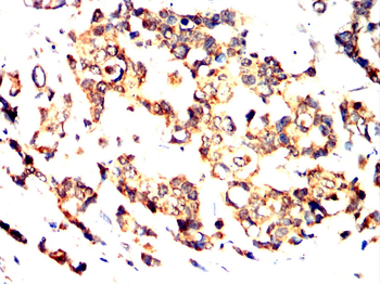 CASP6 Antibody