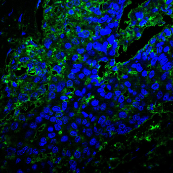CASP6 Antibody