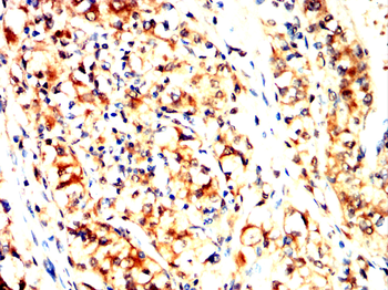 UBA1 Antibody