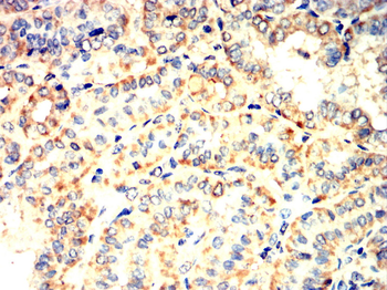 UBD Antibody