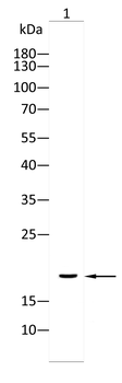 UBD Antibody