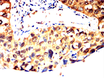 PSMA1 Antibody