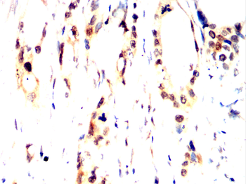 PXN Antibody