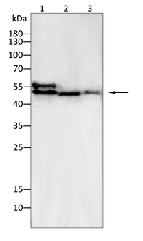 TUBG1 Antibody