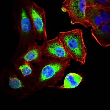 CD276 Antibody