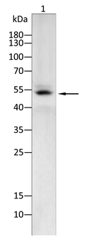 CD276 Antibody