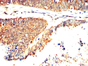 TRAF2 Antibody