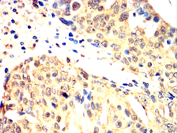 TRAF2 Antibody