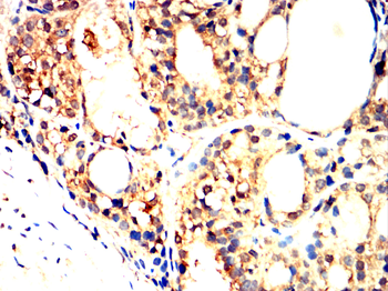 TRAF2 Antibody